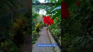 Bali's Hidden Flora at Yeh Mampeh Waterfall Trail with Flowers🌸