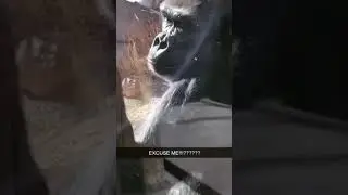 Monkey points middle finger