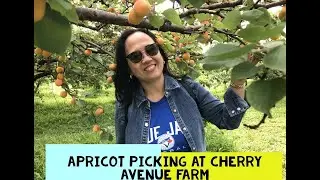 Apricot Picking at Cherry Avenue Farms