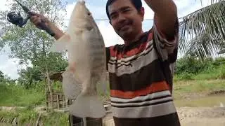 di bukak perdana kolam bang Deni desa lama hamparan perak Minggu tgl 25 Jan 2026