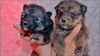 Cutest Puppies Eating their First Meal