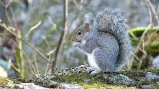 Gray Squirrel chomping on a nut @ Seneca Rocks, West Virginia 12/3/2025 @mattmathias2119 
