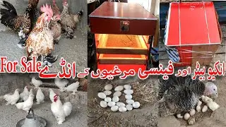 All Fancy Hen Egg For Sale In Pakistan and Incubator for Sale in low price and Best Result