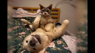 Funny cat and dog-Lucjan & Lary