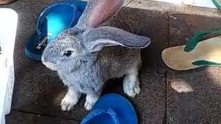Flemish Giant