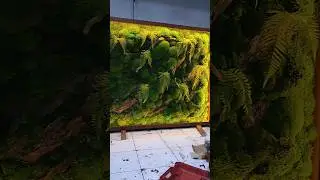 proses pembuatan moss wall #dekorasi #mosswall #design #viralvideo