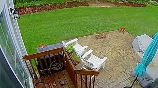 Backyard Patio Fox