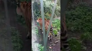 Walking tiger in Vienna zoo