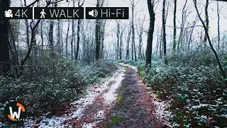Walking Through a Snowy Forest  Nature ASMR ❄️🌲