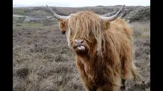 The Golden bull full HD video 2020
