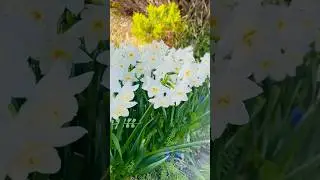 #daffodilsworld #flowers #nature #amazingjapan #japan 🇯🇵