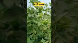 Desi kapas