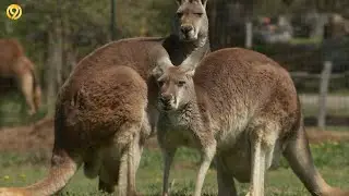Road Trippin' | Kangaroos in Cartersville, Georgia?