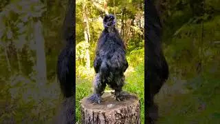 Funny Murga🐔 #funny #shorts #youtubeshorts #youtube #short