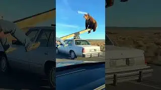 Вы не поверите этим медвежьим моментам 🐻😳