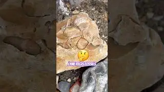 Найдите окаменелости 🤔⁉️ #находкинапляже #аммониты #морскиеежи