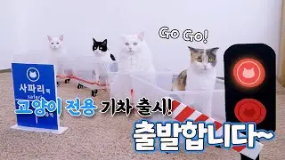 고양이 기차 출발합니다!! | 고양이산책