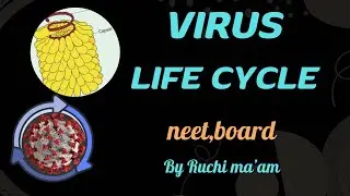 Virus:lifecycle | reproduction - biological classification |class11 biology| ncert|वायरल प्रतिकृति