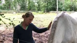 Our horses help healing from grief, stress, trauma, and anxiety |  #integrativeequinetherapy
