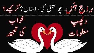 Amazing facts about swan bird in hindi urdu 2023 | हंसों के बारे में आश्चर्यजनक तथ्य हिंदी उर्दू