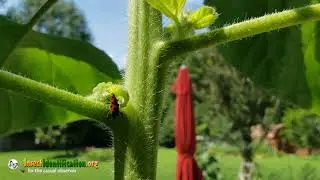 Cocklebur Weevil running for cover