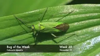 Bug of the Week 48
