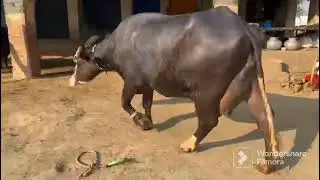 Nelae rave ki bhns