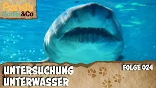 Hausbesuch bei der Hai WG im Zoo | Panda, Gorilla & Co.