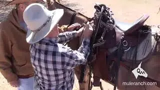 Surcingle Training, Ground Communication, & Adjusting the Saddle