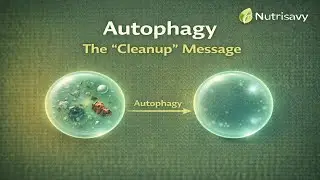 Autophagy: The 