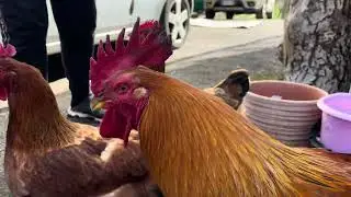 Chicken vs cat. Relaxing video from italian village. #chicken #naturesounds  #cat #farming #relax