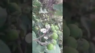 DISCOVERED SUSUMBA -GULLY BEANS