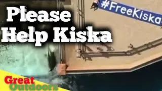 #Free Kiska killer whale at marine land