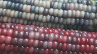 Harvesting Glass Gem Corn and One Corn Harvesting Safety Tip.