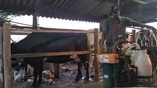 Mostrando um pouco d@ lida com gado leiteiro