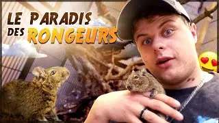 JE FAIS UNE CAGE INCROYABLE POUR MES OCTODONS !
