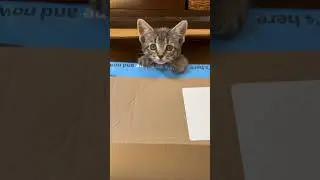 Amazon Prime special delivery