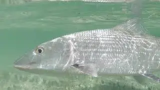 Big Snook and Bonefish on fly!!