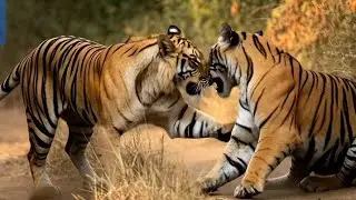 The King of the Wild👑 || Bengal Tiger ||Motivation 🔥🔥
