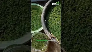 Azolla di Ember Hijau Tapi Tidak Berkembang, Kenapa? #azolla