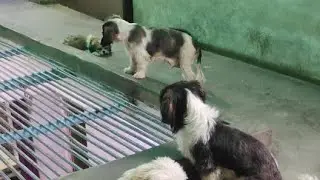 ABHAY PETS LOVER is going live Shih Tzu & Lhasa apso difference & problem
