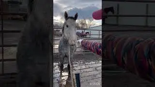 Day 2: rope under tail,scratching with the stick,and touching my hand #warmsprings #coltstarting