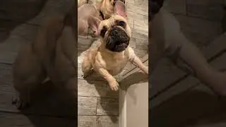 World&rsquo;s Most Muscular Frenchie