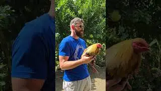 The cockfighting in Philippines 🤣 #funny #cockfighting