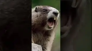 kuddus kuddus new trending funny video 😃🤣