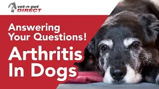 10 Common Questions About Arthritis In Dogs