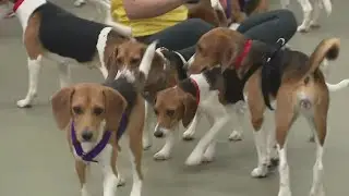 Beagle bonanza: Chicago shelter rescues 36 beagles from Virginia breeding and testing facility