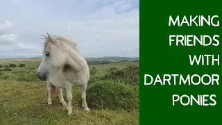 The cutest ponies on Dartmoor (with some amazing horse facts!)