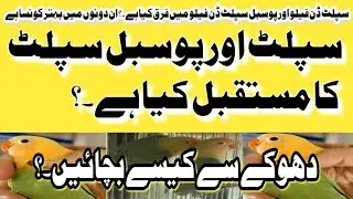 Split done fellow or  possible done fellow mein farq kya hai.?  ine donon ka mustakbil kya hai.? 