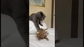 The Bully Freezes When the Giant ItalianGreyhound Mom Appears😾🐭